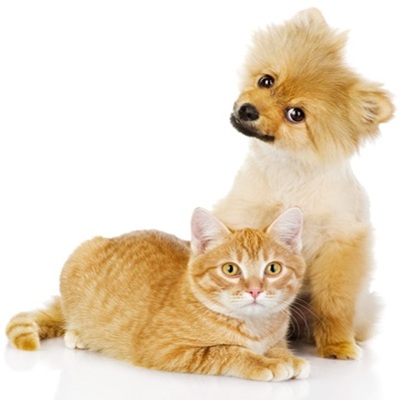 Animals