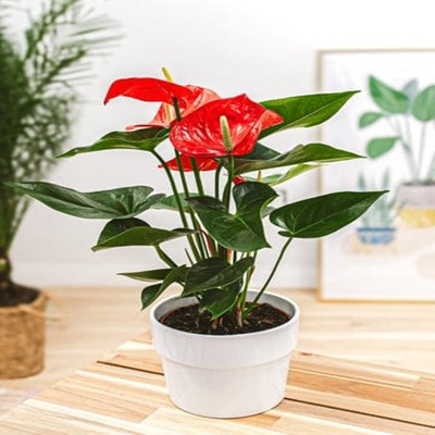 Ornamental plants